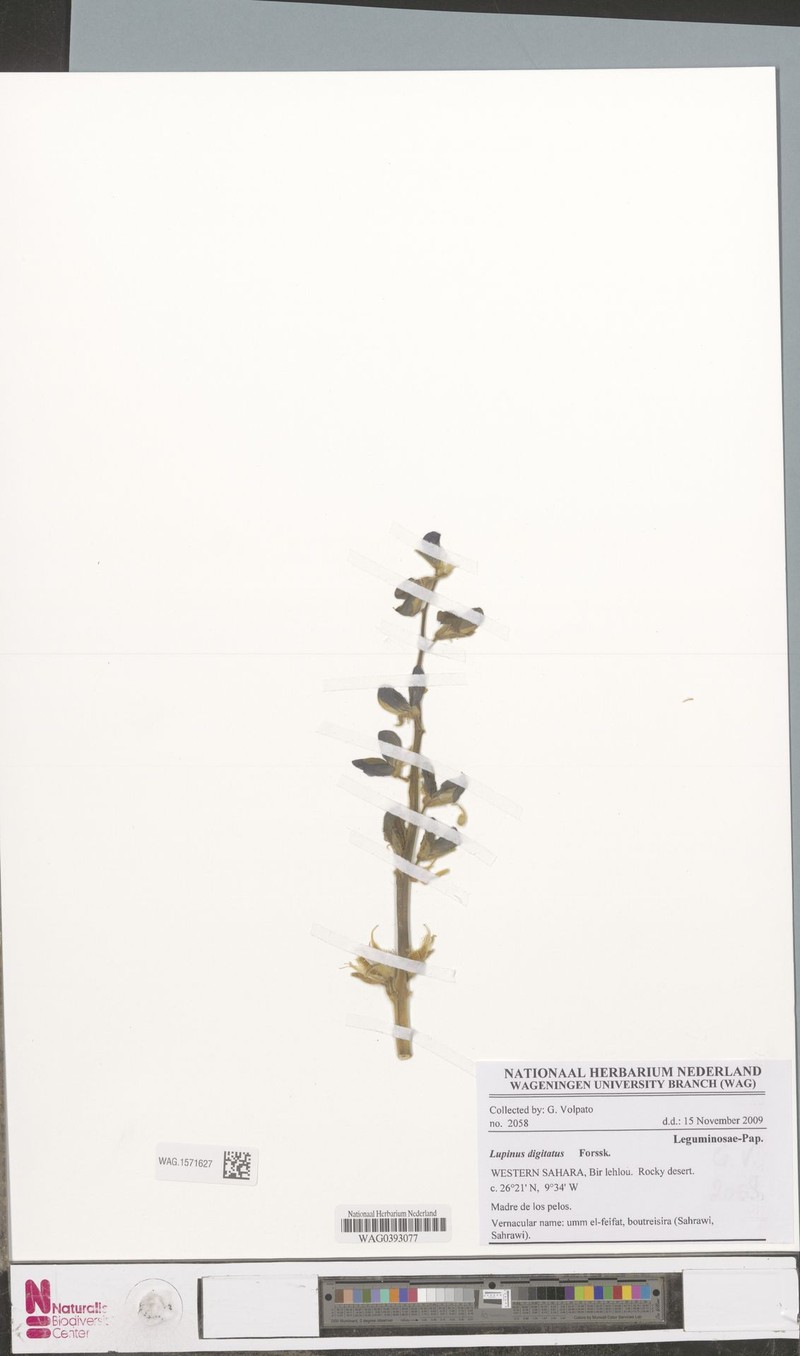 Lupinus digitatus photo 3