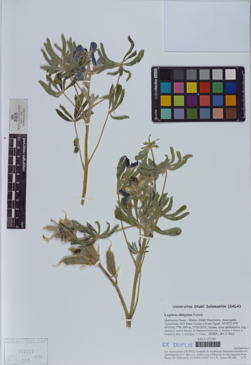 Lupinus digitatus photo 4