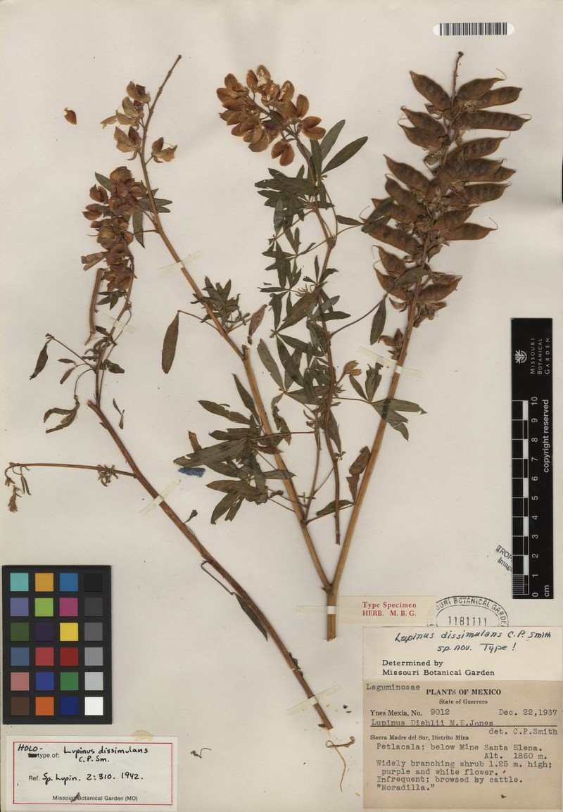 Lupinus dissimulans