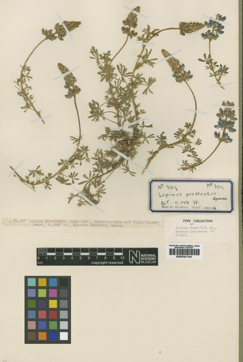 Lupinus dorae