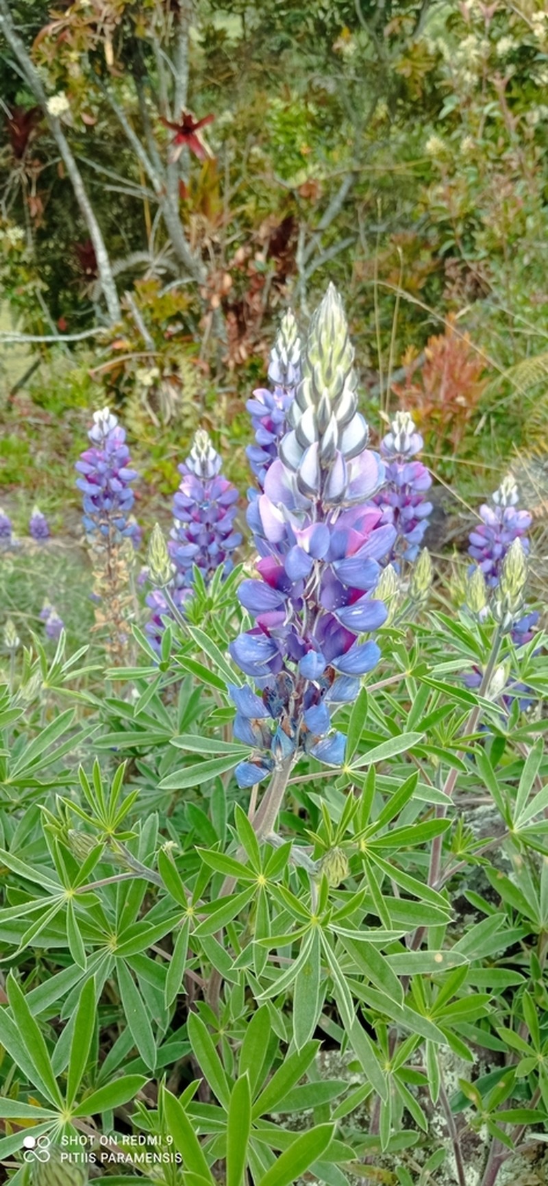 Lupinus dotatus