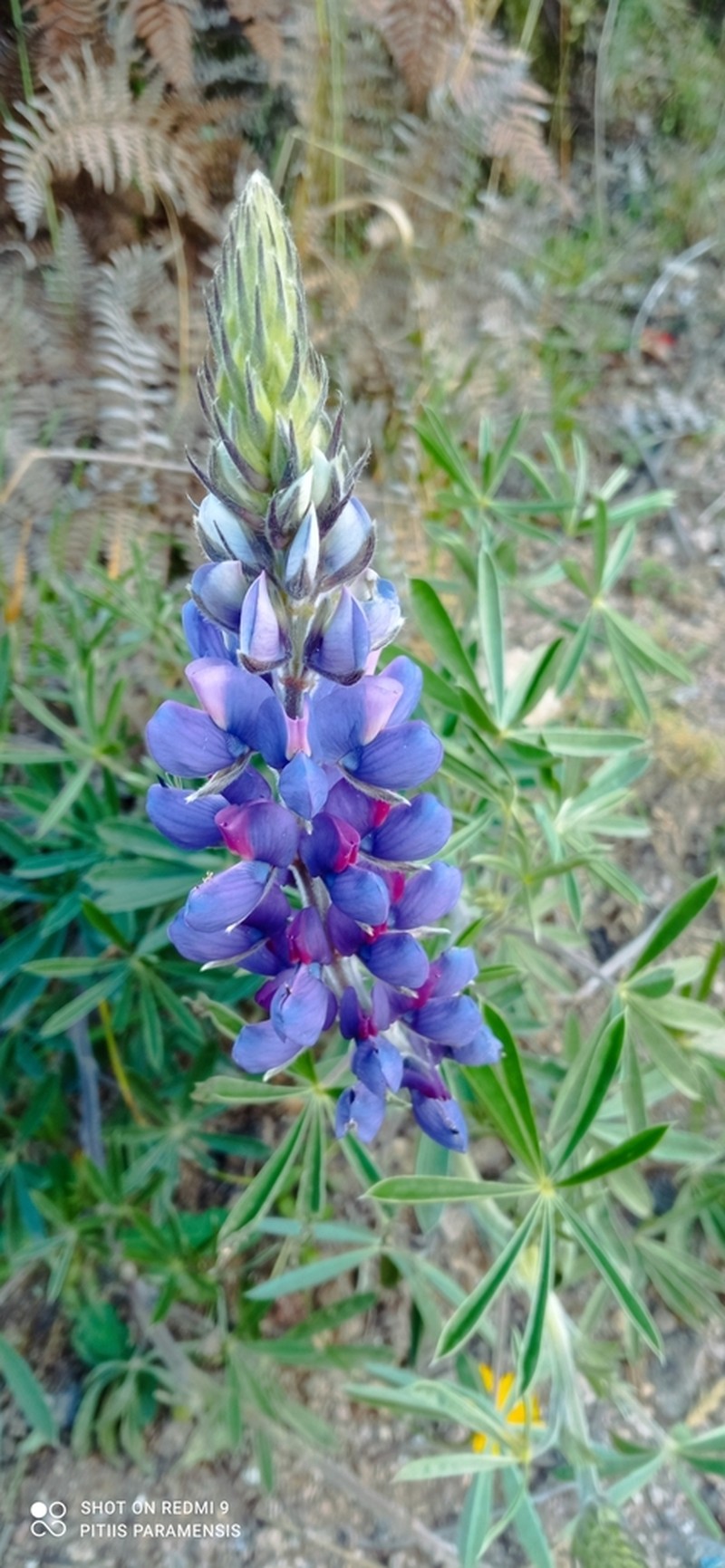 Lupinus dotatus photo 2