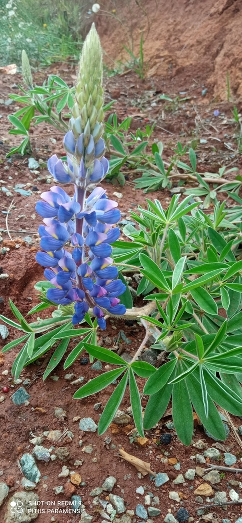 Lupinus dotatus photo 3
