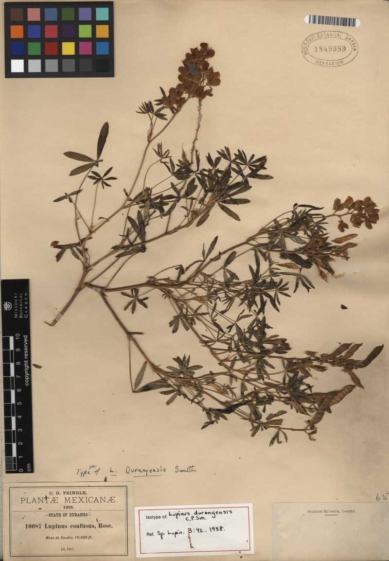 Lupinus durangensis