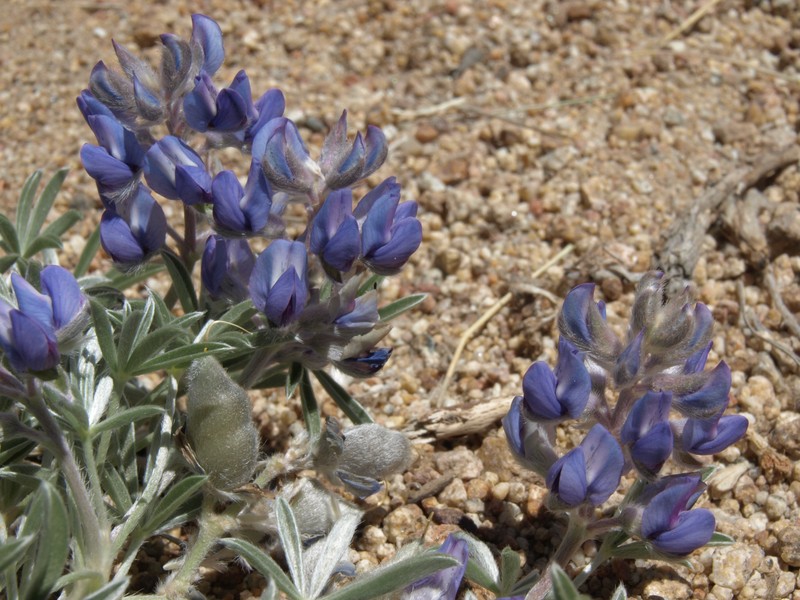 Mono Lake Lupine photo 2