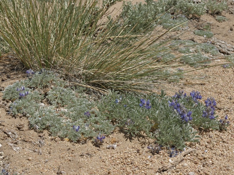 Mono Lake Lupine photo 3