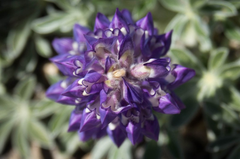 Mono Lake Lupine