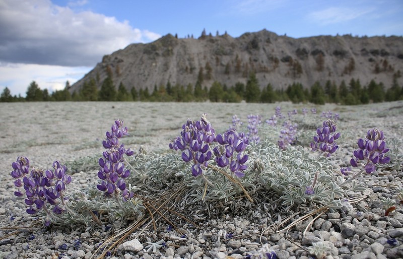 Mono Lake Lupine photo 3