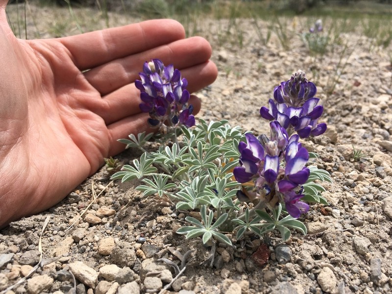 Mono Lake Lupine photo 4