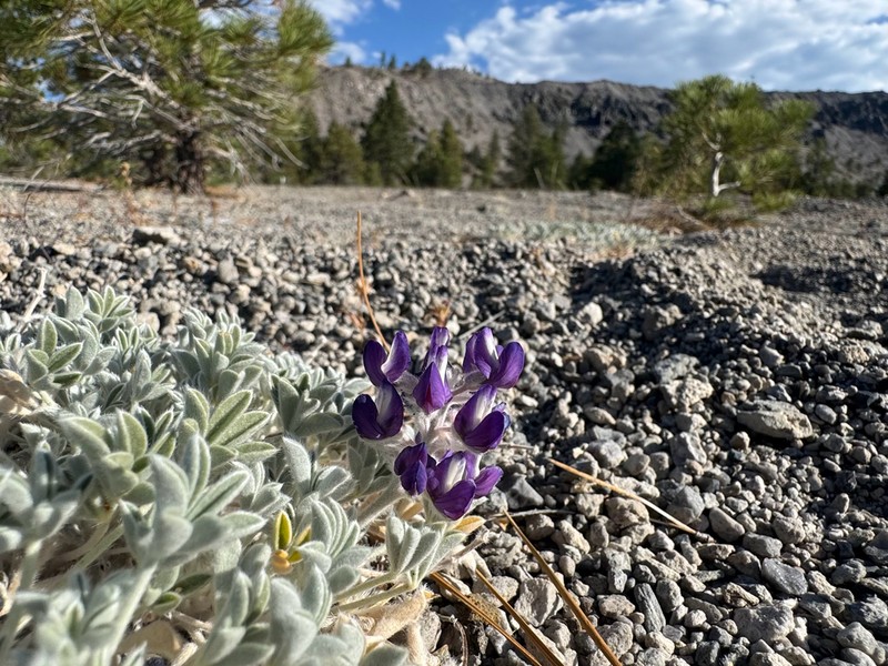 Mono Lake Lupine photo 5