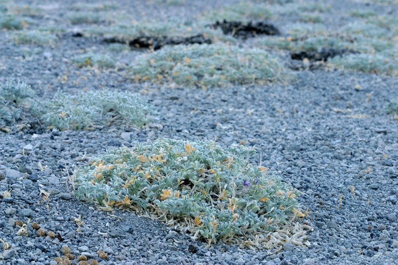 Mono Lake Lupine photo 6