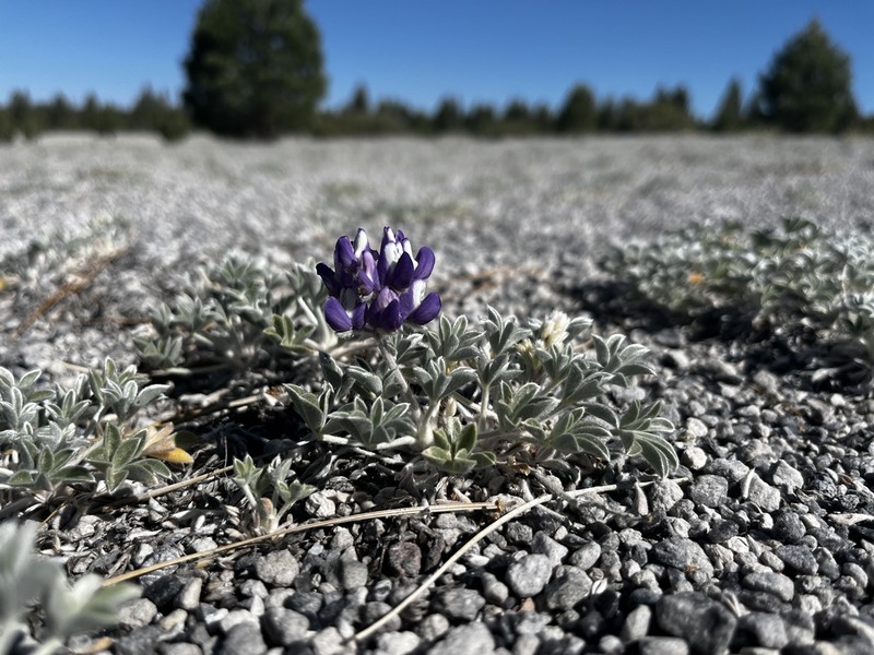 Mono Lake Lupine photo 7