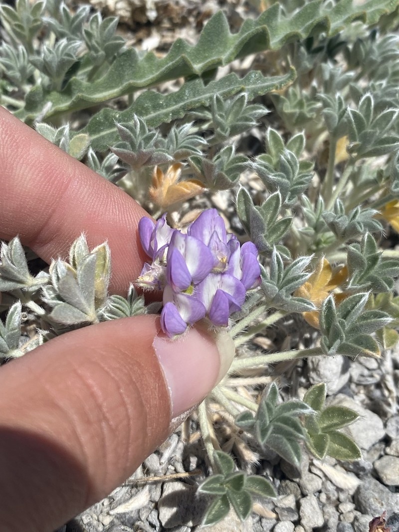 Mono Lake Lupine photo 8