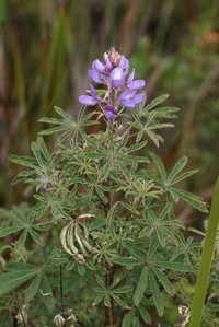 Lupinus dusenianus