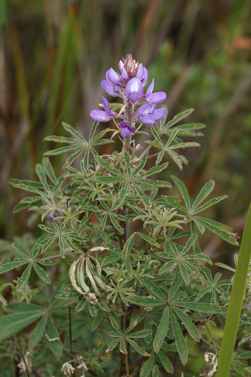 Lupinus dusenianus