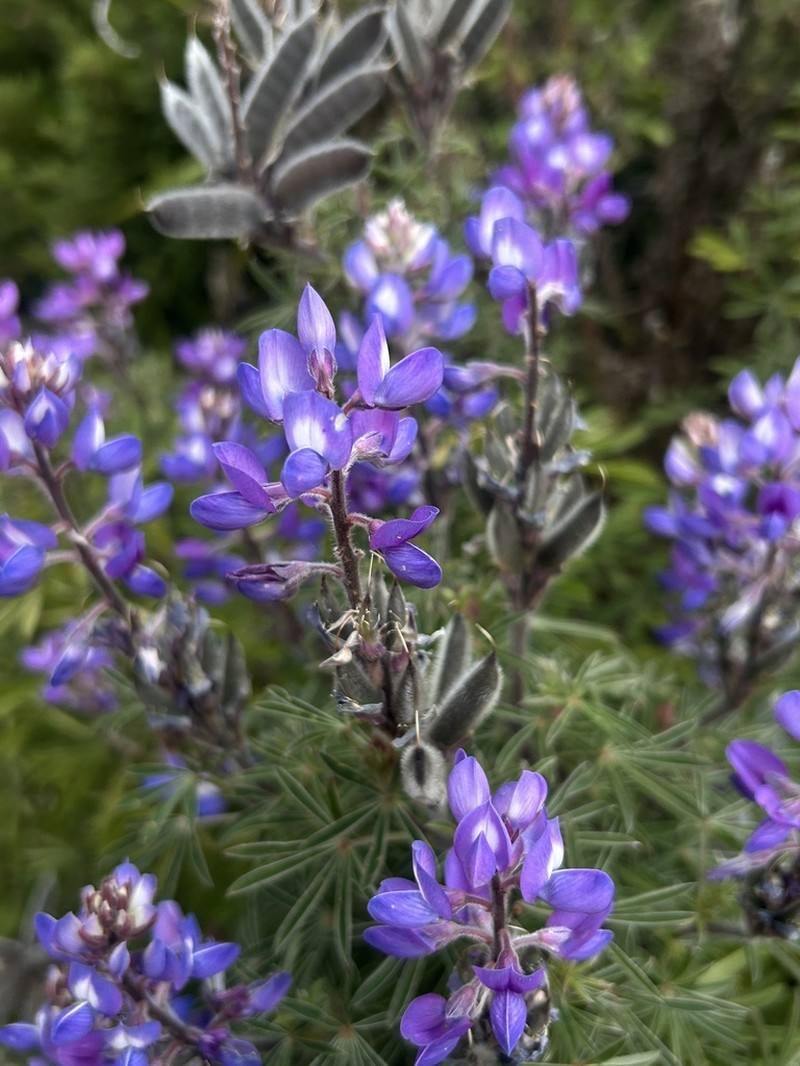 Lupinus dusenianus photo 2