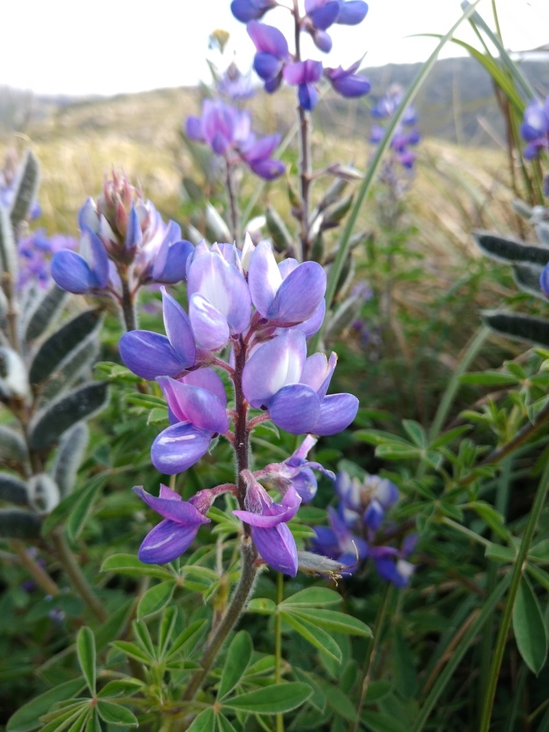 Lupinus dusenianus photo 3