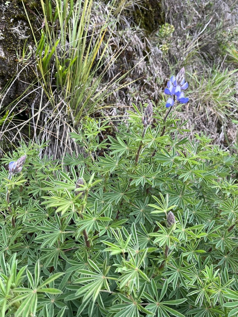 Lupinus dusenianus photo 4