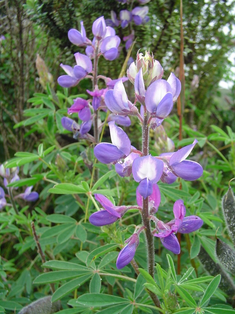 Lupinus dusenianus photo 5