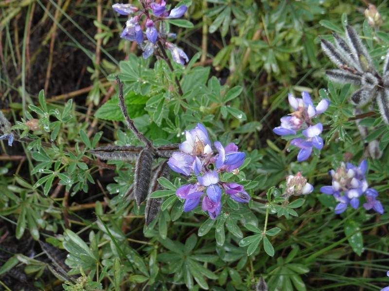 Lupinus dusenianus photo 6
