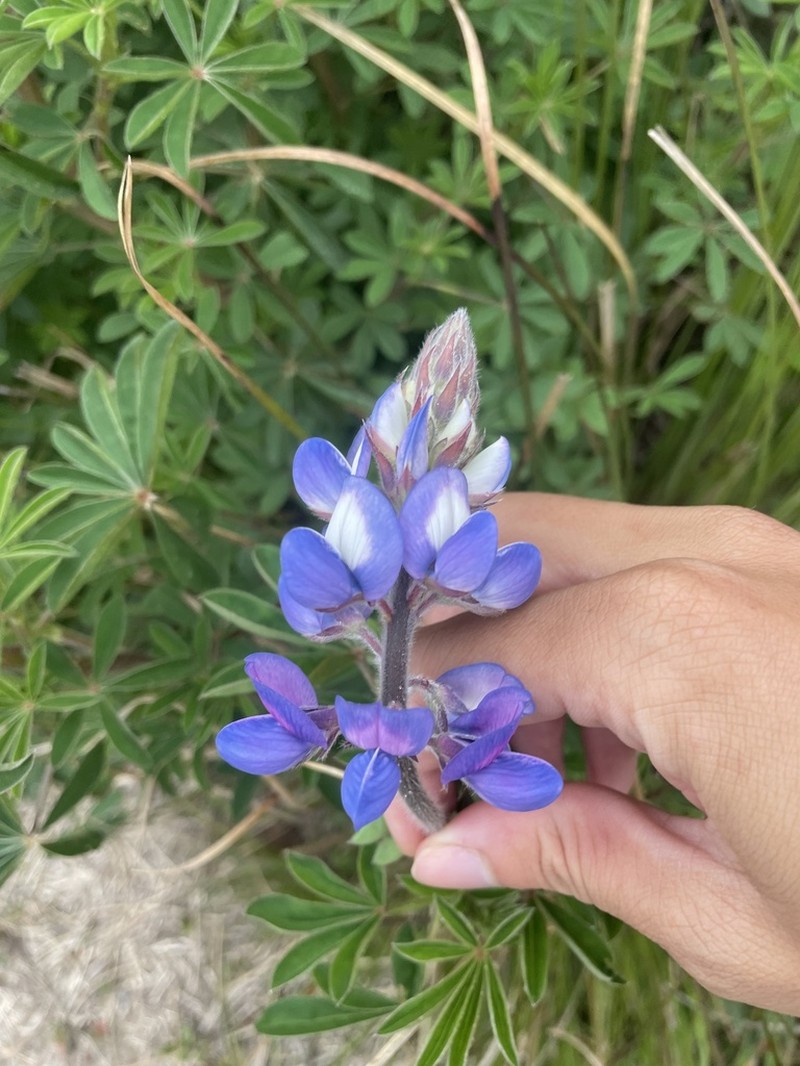 Lupinus dusenianus photo 7