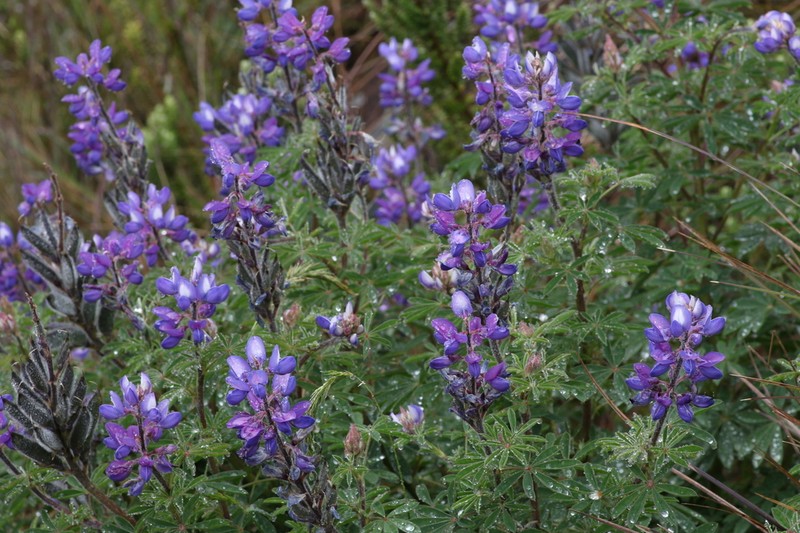 Lupinus dusenianus photo 8
