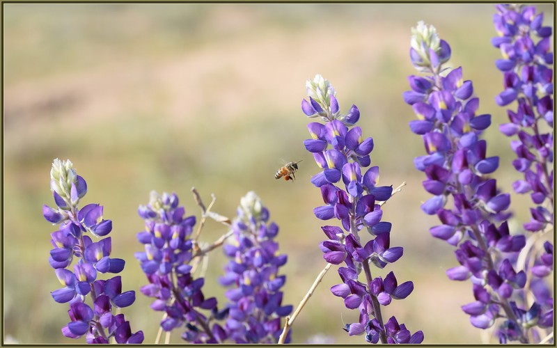 Grape Soda Lupine photo 4