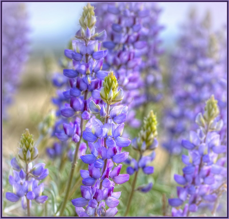 Grape Soda Lupine photo 5