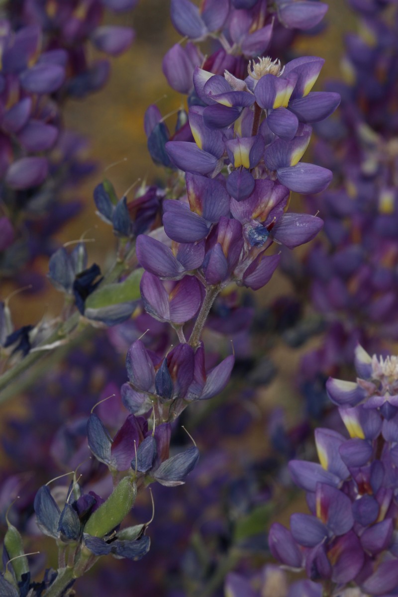 Grape Soda Lupine photo 2