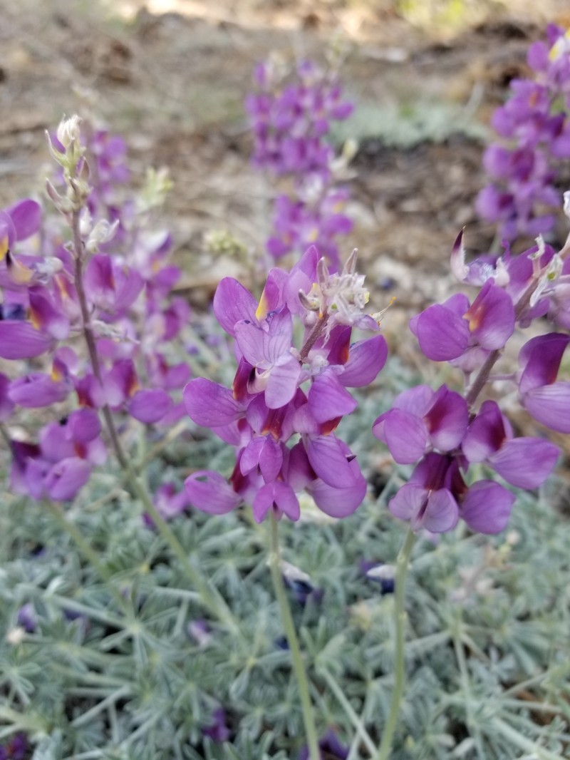 Grape Soda Lupine photo 3
