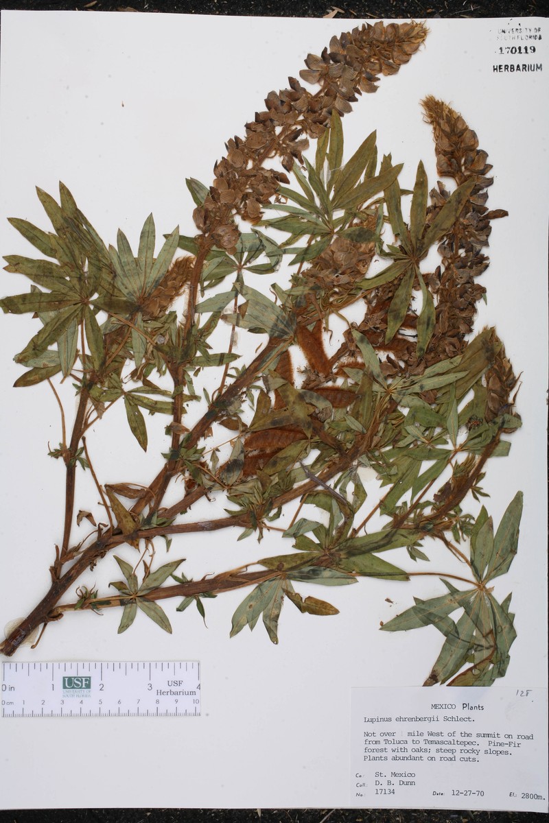 Lupinus ehrenbergii