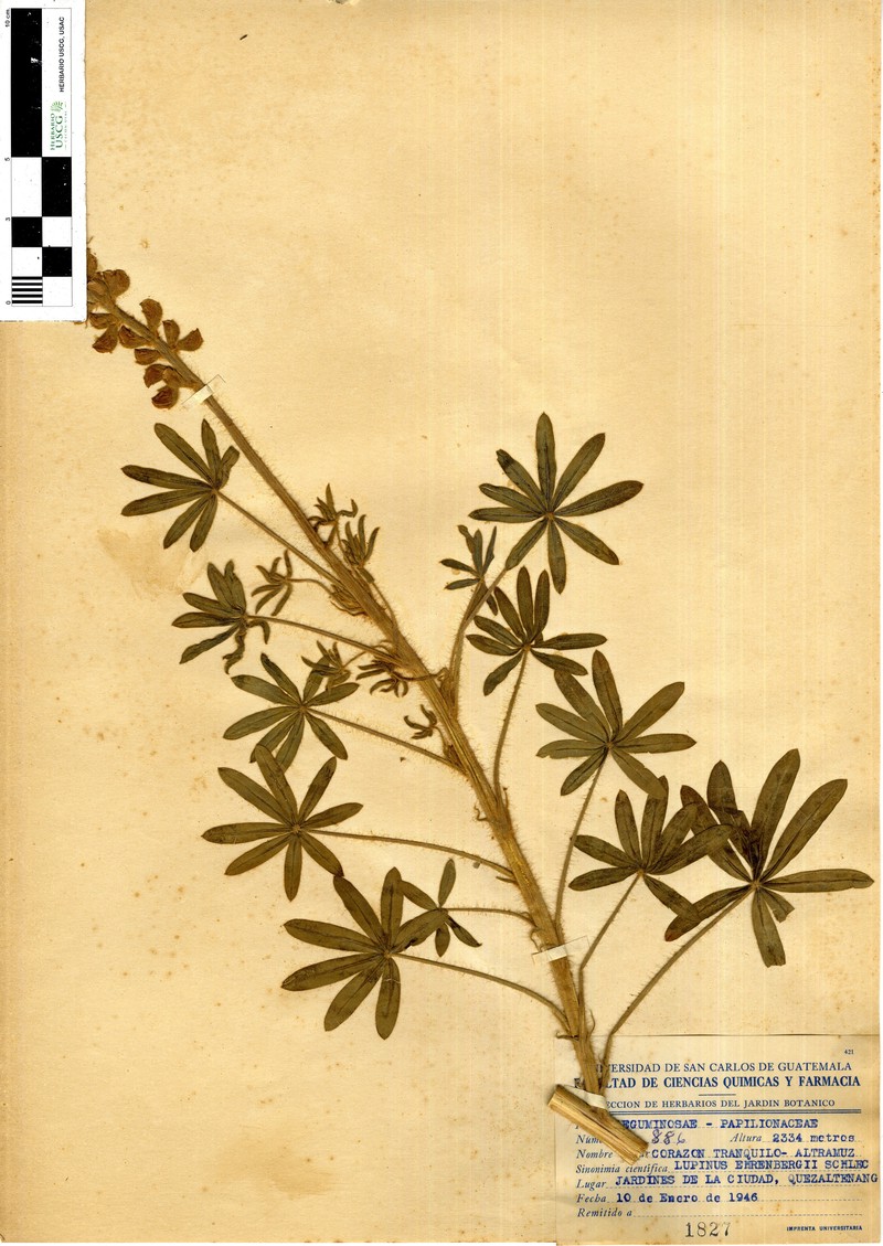 Lupinus ehrenbergii photo 3