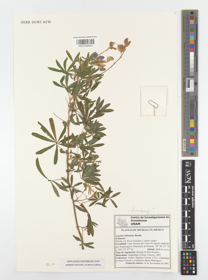Lupinus ehrenbergii photo 5