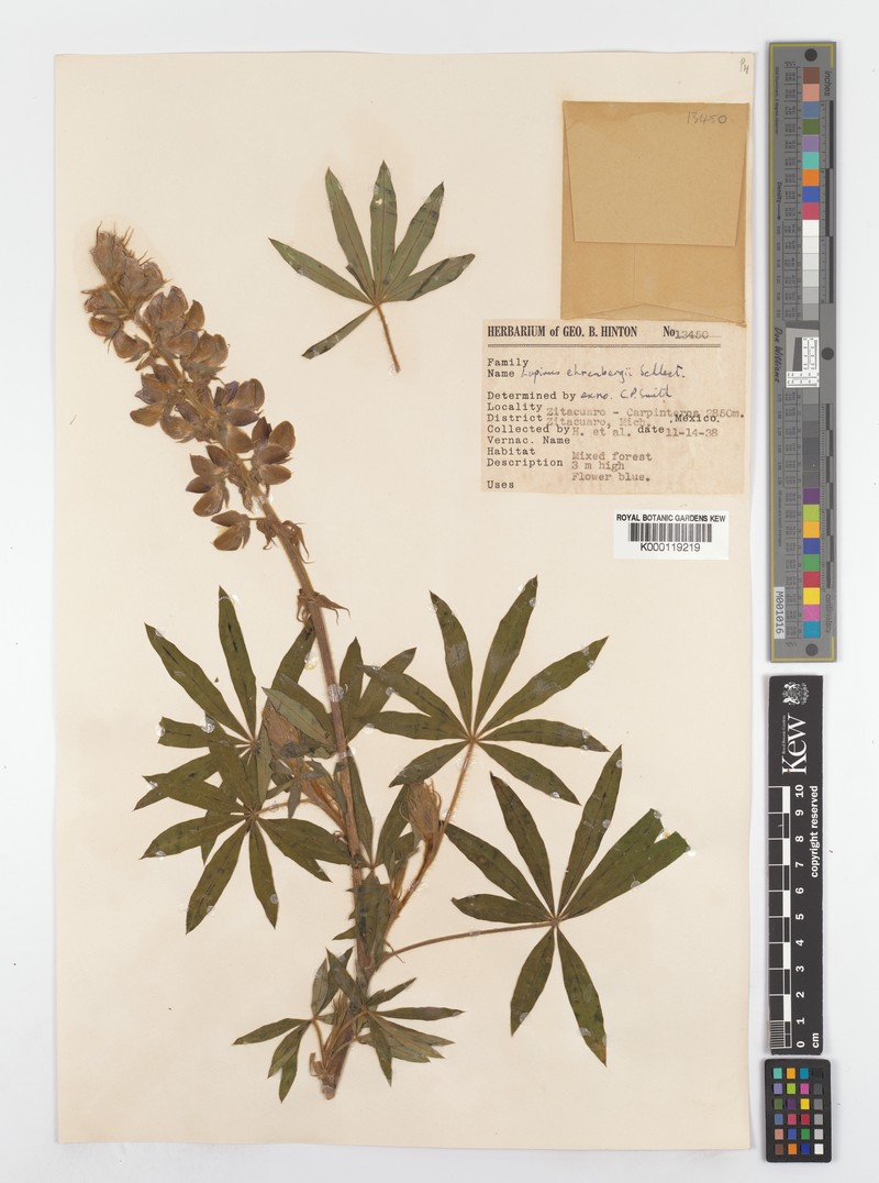 Lupinus ehrenbergii photo 8