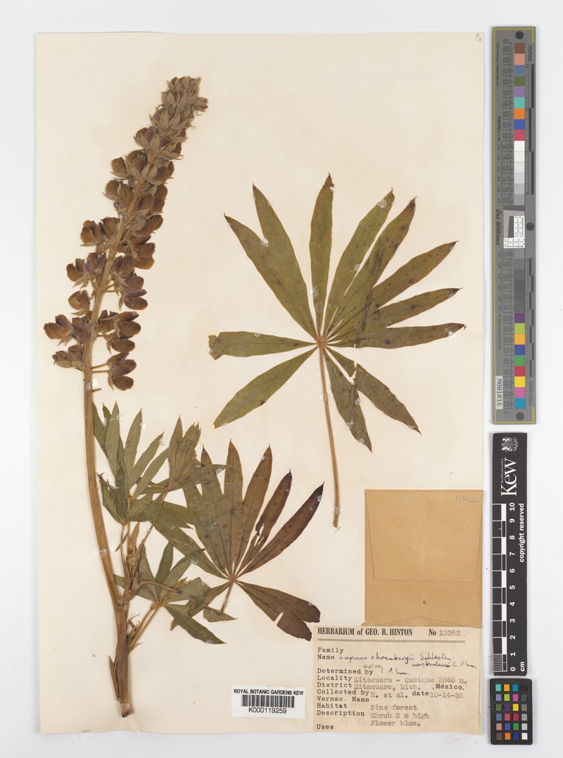 Lupinus ehrenbergii var. barberi