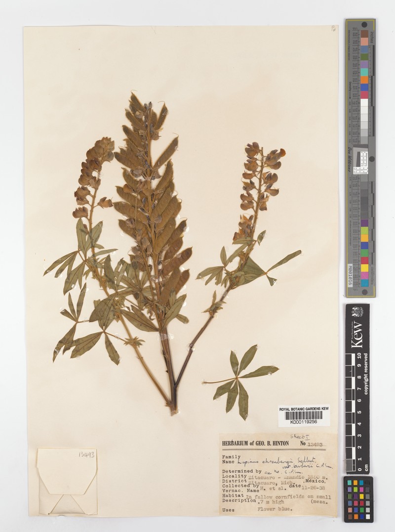 Lupinus ehrenbergii var. barberi photo 2