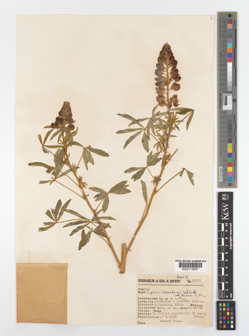 Lupinus ehrenbergii var. barberi photo 3