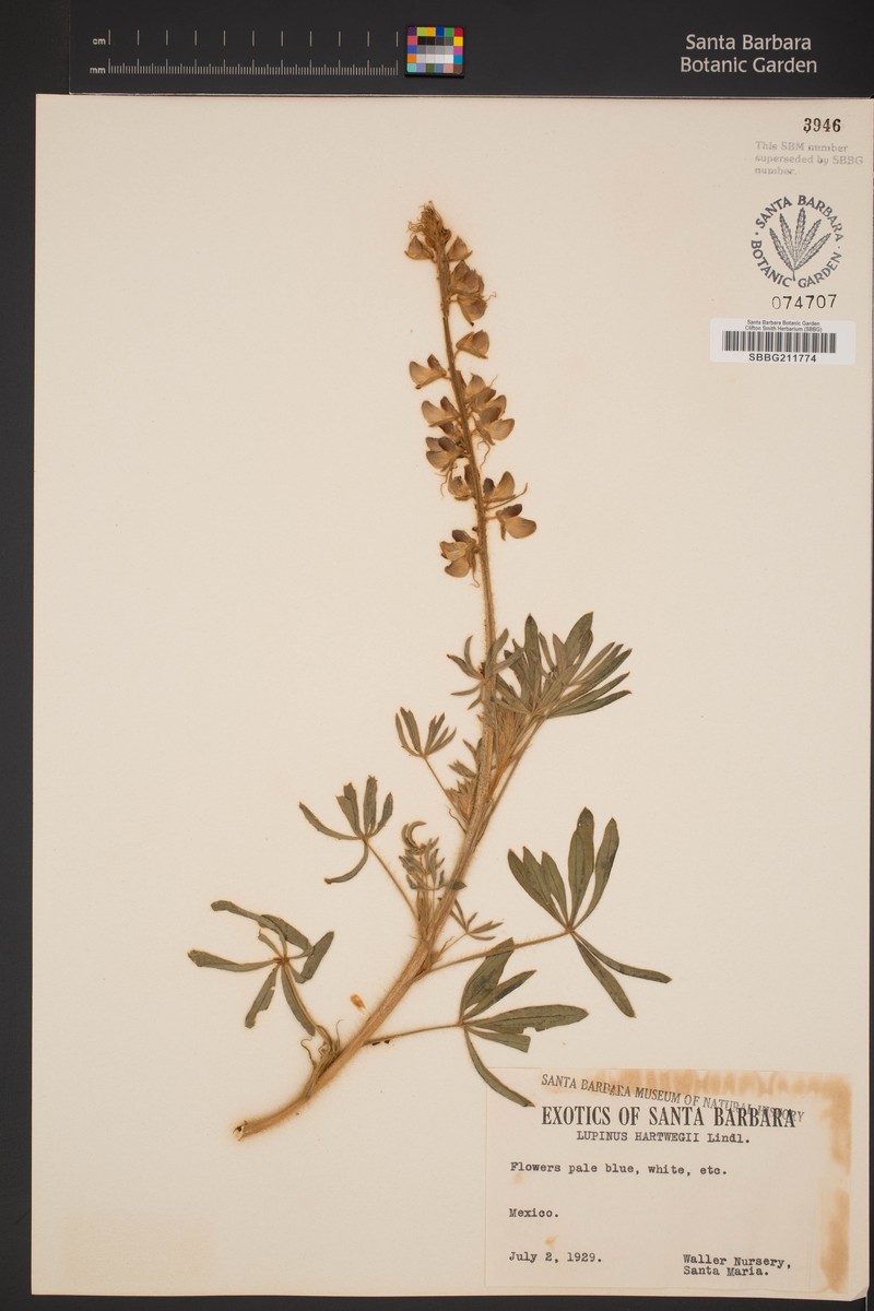 Lupinus hartwegii photo 3