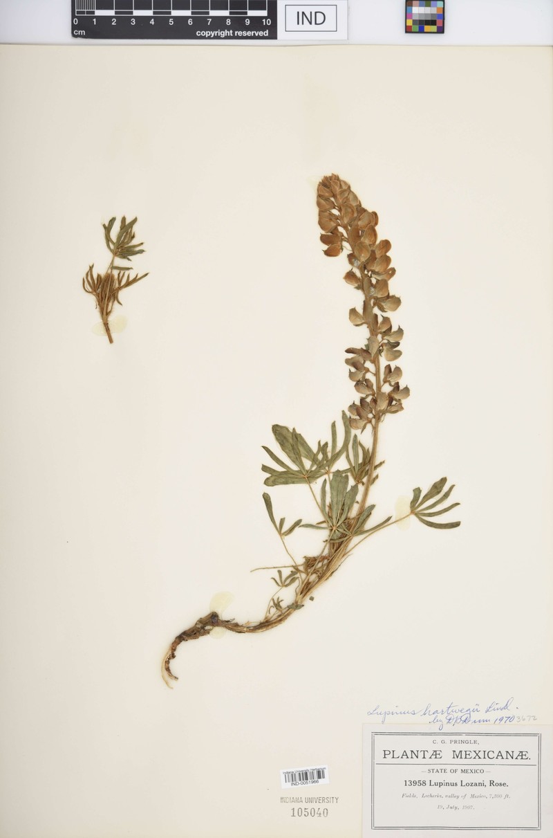 Lupinus hartwegii photo 4