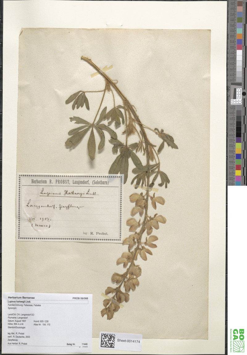 Lupinus hartwegii photo 5
