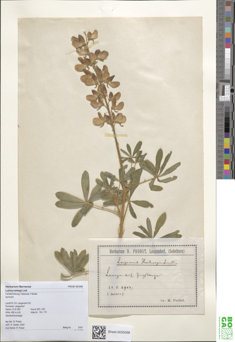 Lupinus hartwegii photo 6