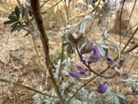 Tall Silky Lupine