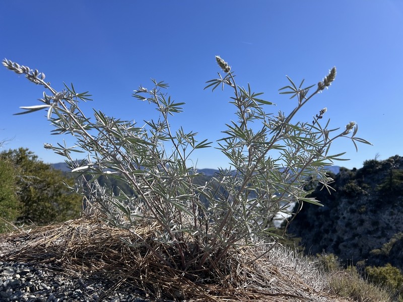 Tall Silky Lupine photo 2