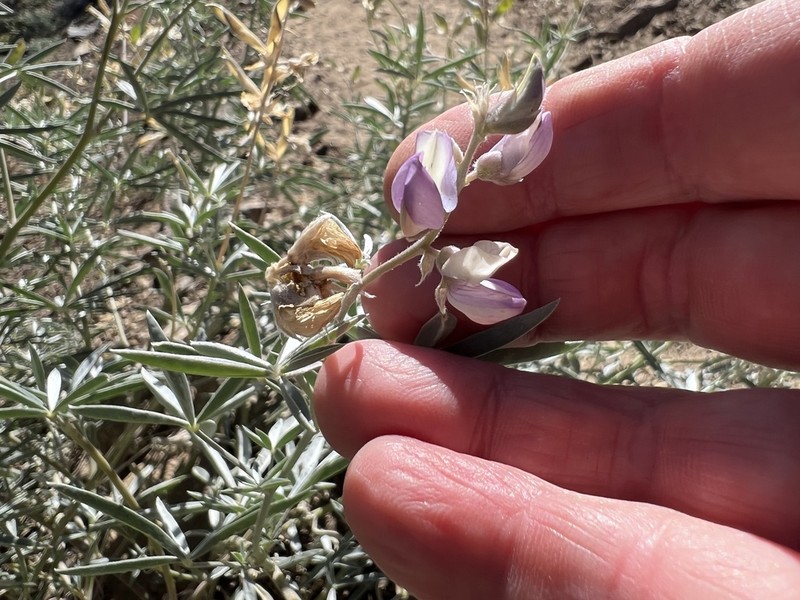 Tall Silky Lupine photo 3