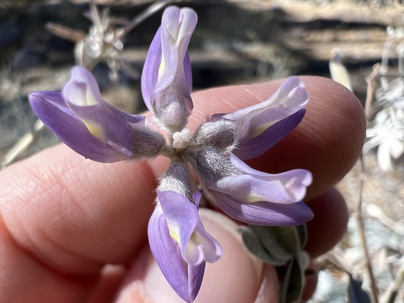 Tall Silky Lupine photo 4