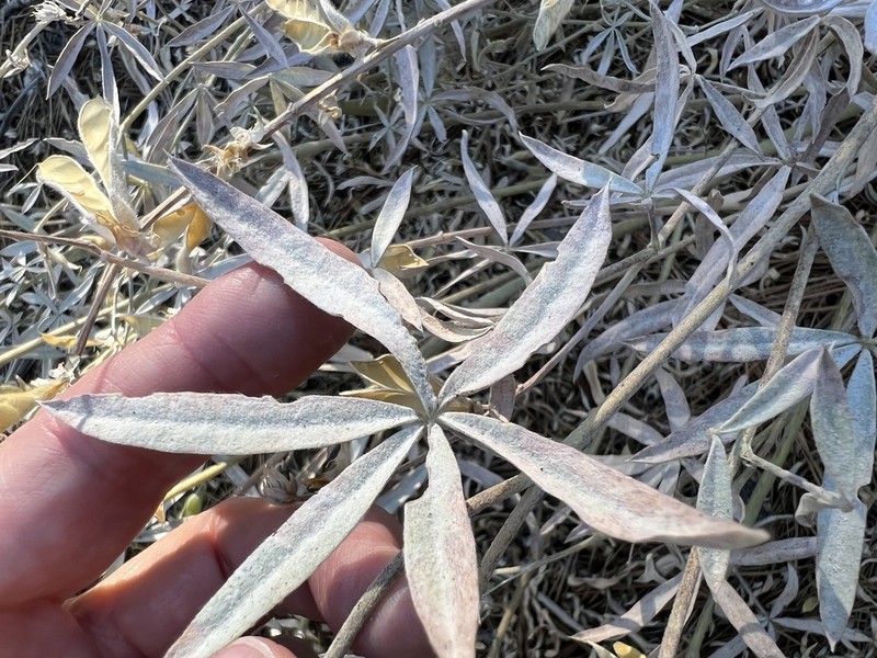 Tall Silky Lupine photo 5