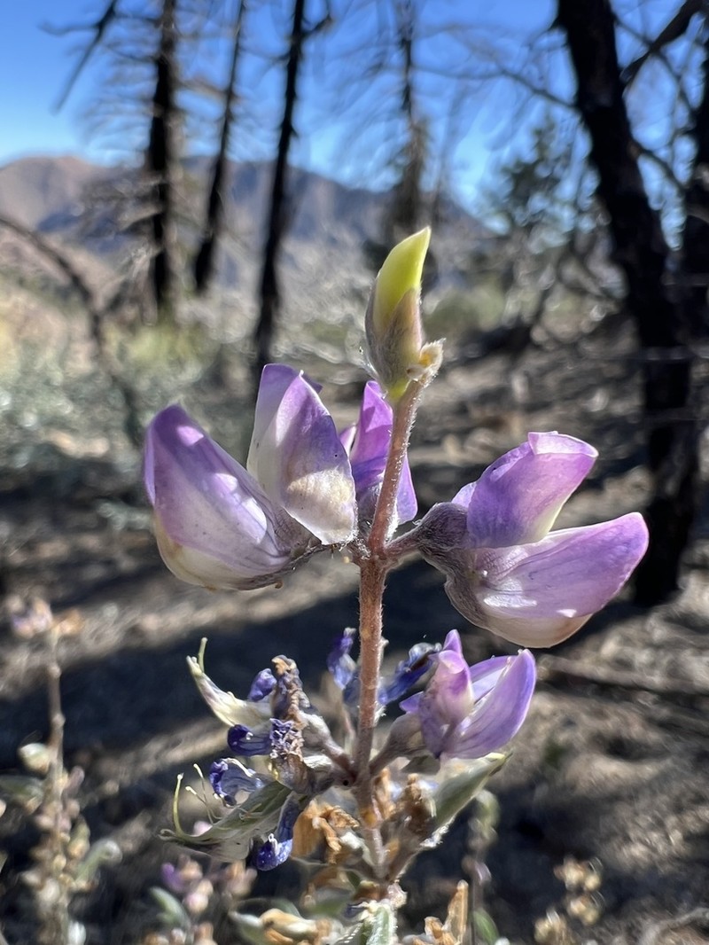 Tall Silky Lupine photo 6