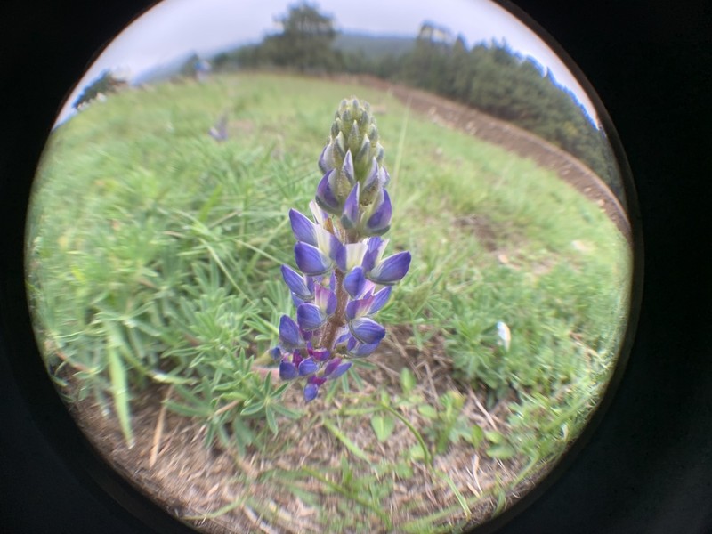 Elegant Lupine photo 3