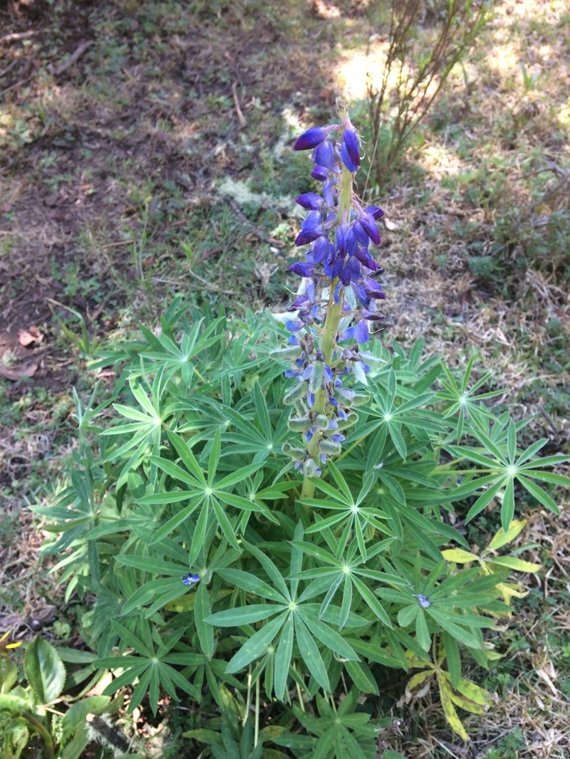 Elegant Lupine photo 4