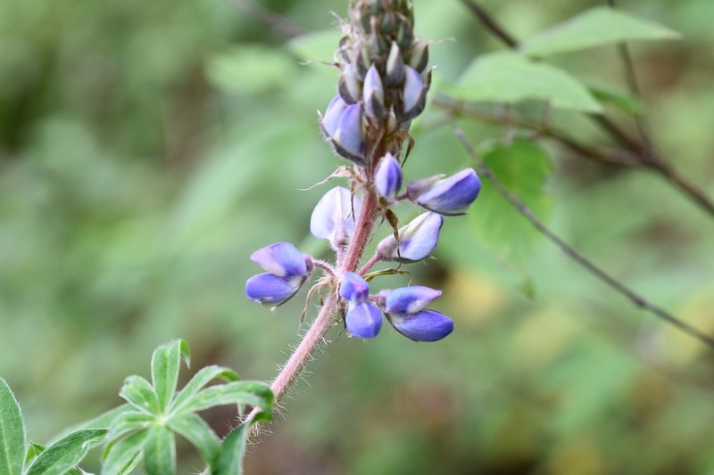 Elegant Lupine photo 5